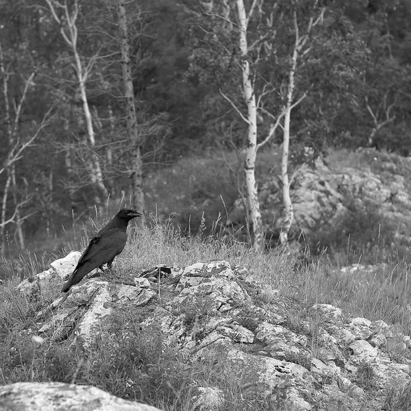 Common black raven bird in nature