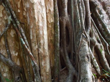 Dev ağaç köklerinin