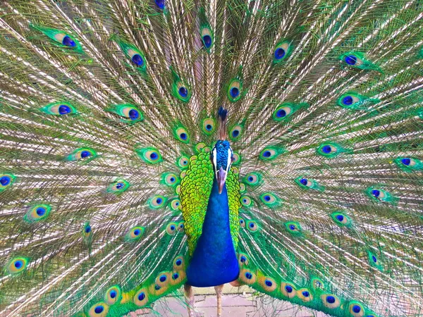 Yetişkin Erkek Hint Tavus Kuşu Parlak Renkli Tüyleri Ile Onun — Stok fotoğraf