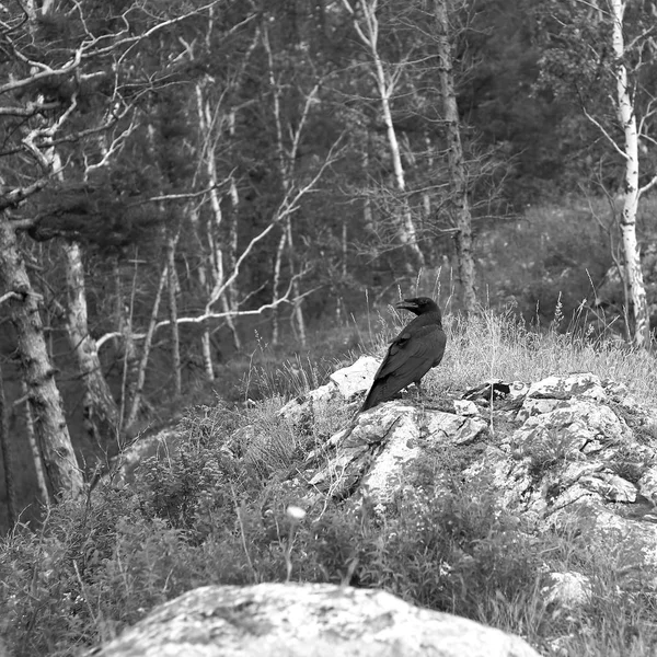 Black raven bird in forest