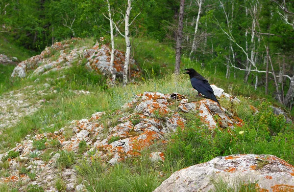 Cuervo negro pájaro en hábitat — Foto de Stock