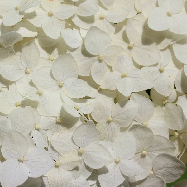 Bílá hydrangea květiny — Stock fotografie
