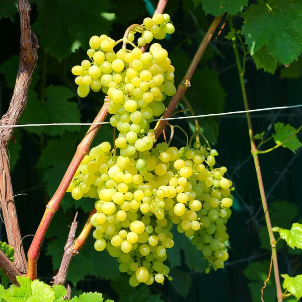 Bando de uvas no jardim — Fotografia de Stock