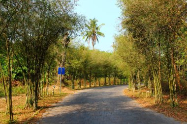 bambu arasında boş yol