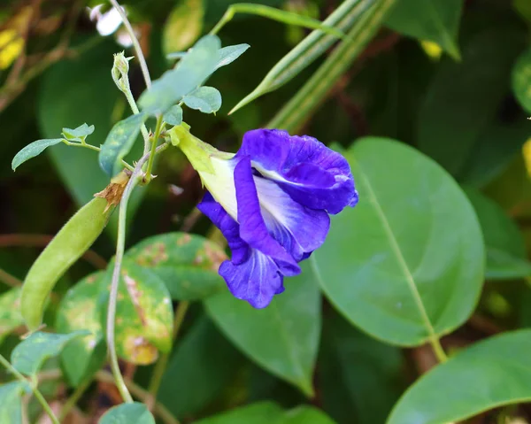 Flor de ervilha azul borboleta . — Fotografia de Stock
