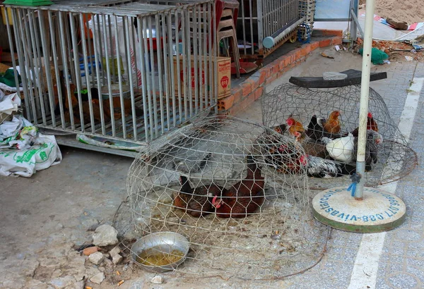 Poulets vivants à vendre au Vietnam — Photo