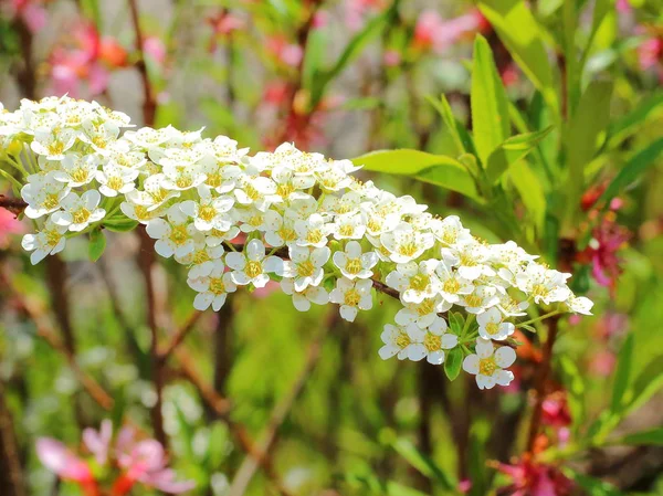 Filiale fiorente a Thunberg spiraea — Foto Stock