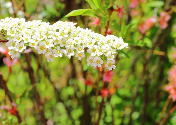 Filiale fiorente un meadowsweet di Thunberg — Foto Stock