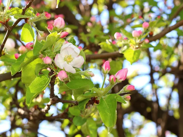Rama floreciente de manzana en el jardín — Foto de Stock
