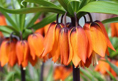 Turuncu imparatorluk ela tavuğu