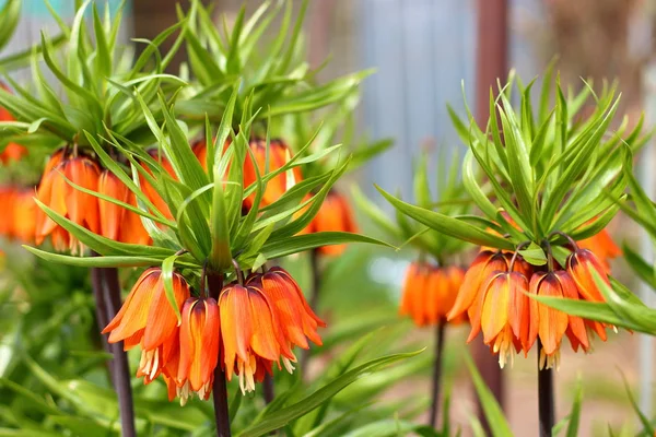 Bloeiende kroon Imperial in lente tuin — Stockfoto