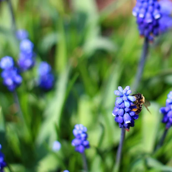 アルメニアブドウヒヤシンスの花の蜂 — ストック写真