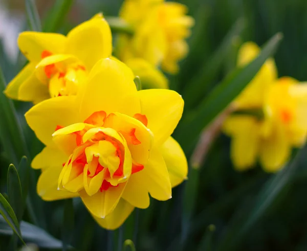 Terry yellow-orange daffodils Royalty Free Stock Photos