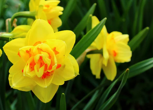Terry yellow-orange daffodils — Stock Photo, Image