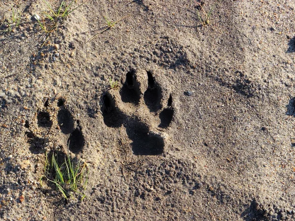 Dog footprint on ground