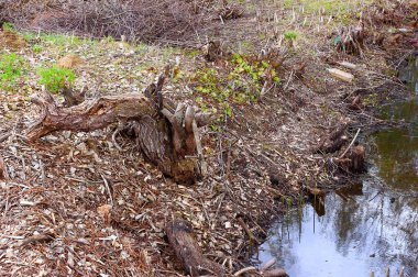Bataklık kıyısında pürüz