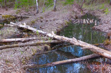 Ormanda devrilmiş ağaçlar
