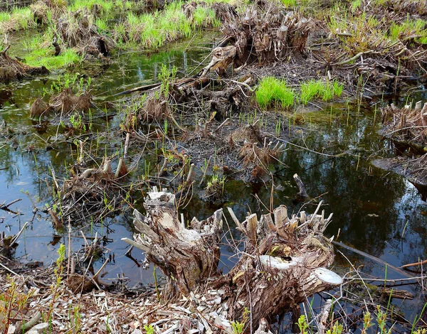 Весняне болото в похмурий день — стокове фото