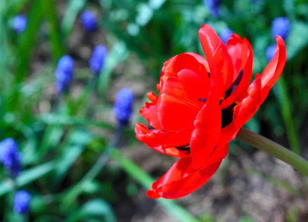 Red Tulip Side shot — Stockfoto