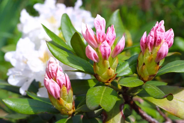 Gemme rosa di un cespuglio di rododendro — Foto Stock