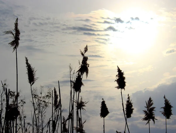 Reeds silhouette on sky background — Stock Photo, Image