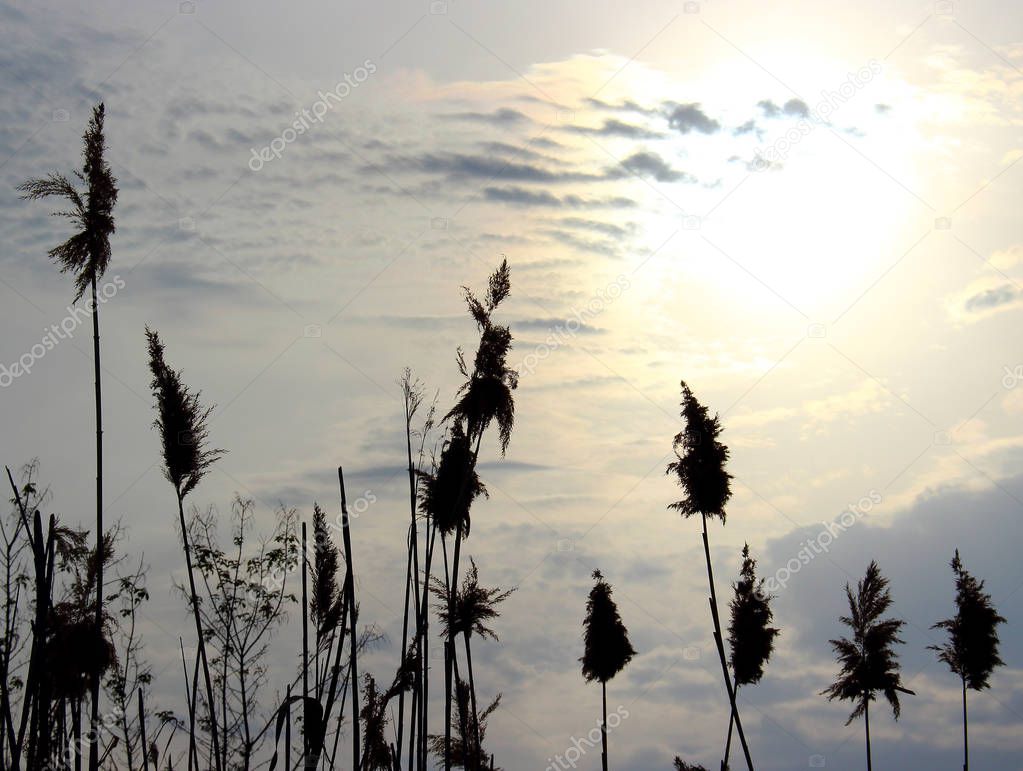 Reeds silhouette on sky background
