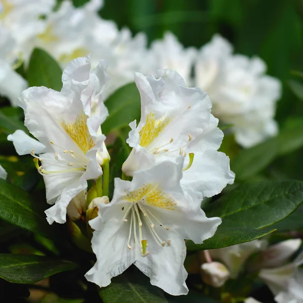 Rhododendron bokor fehér virágai — Stock Fotó