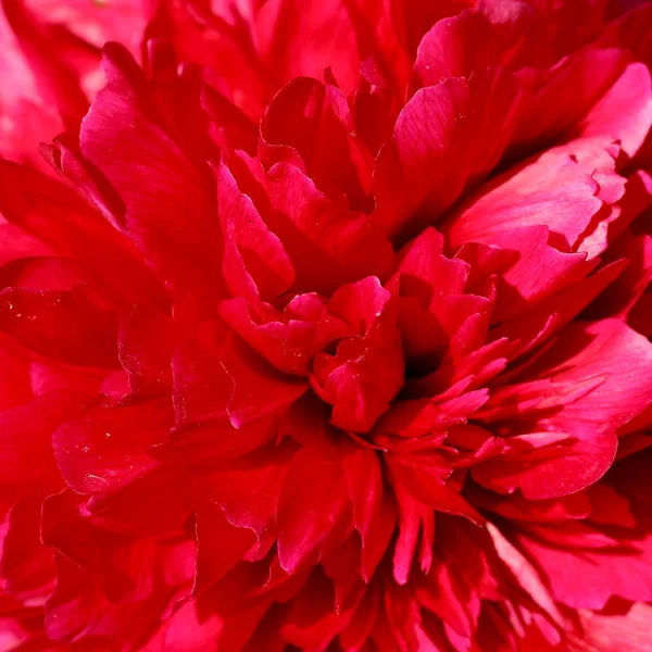 Burgundy peony flower background — Stock Photo, Image