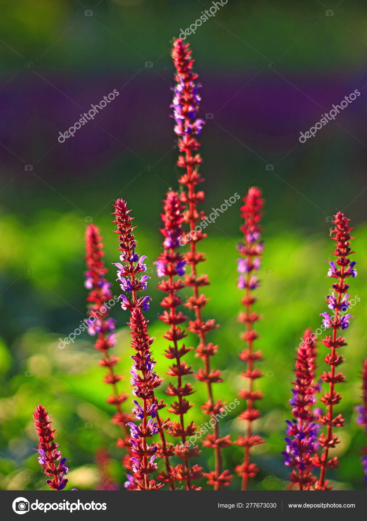 Rosa Salvia Blume Bluht In Einem Sommergarten Stockfoto C Al Geba 277673030