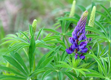 Çiçekaçan menekşe Lupine çiçek