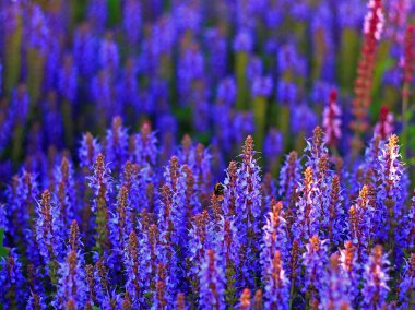 Çiçekaçan menekşe ormanlık adaçayı