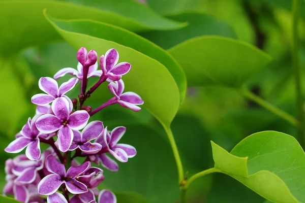 Lila lila blommor som bakgrund — Stockfoto