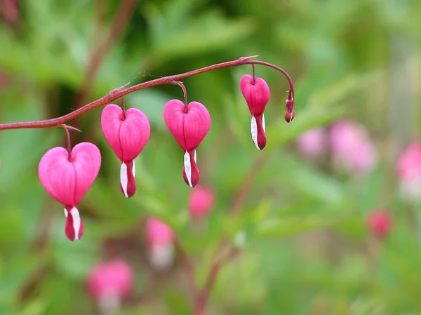 Asiatisk blödning-hjärta blommor — Stockfoto