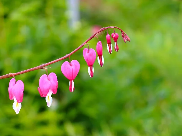 Branch of bleeding heart flowers