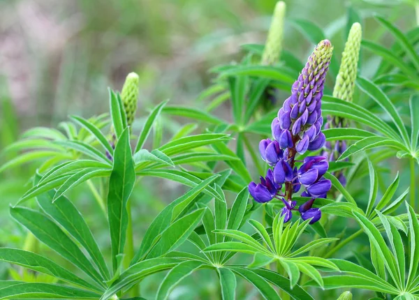 Kwitnący fioletowy kwiat Lupine — Zdjęcie stockowe