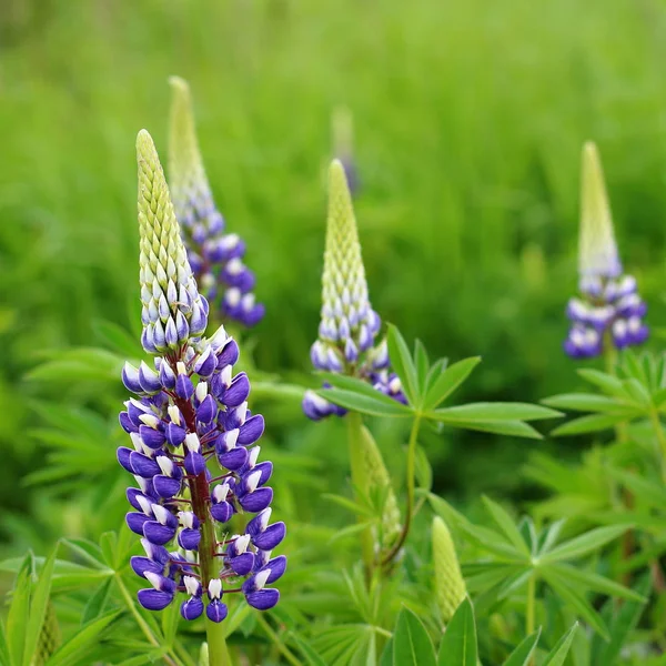 Kwitnące niebieskie kwiaty Lupinus — Zdjęcie stockowe