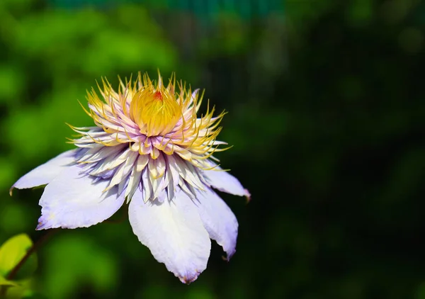 Fiore viola di clematide primo piano — Foto Stock