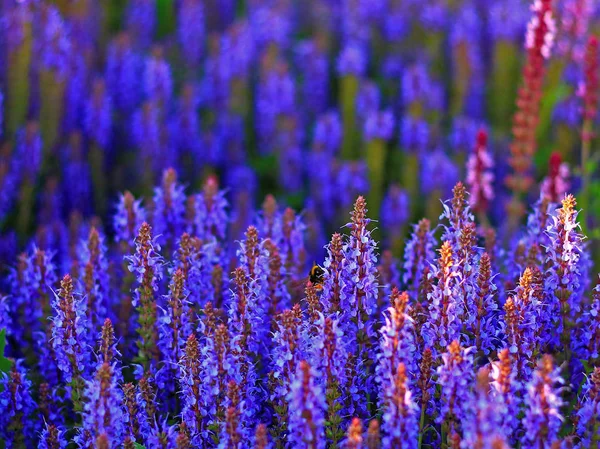 Blommande violett skog salvia — Stockfoto