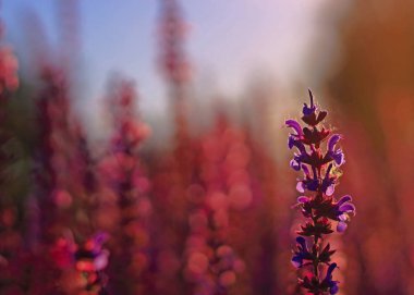 Pembe Salvia çiçek bulanıklık arka plan