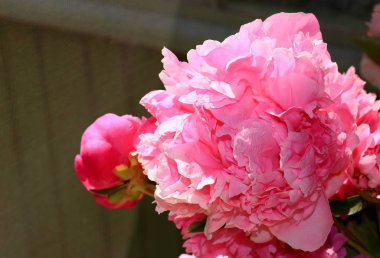 Pembe şakayık çiçekleri