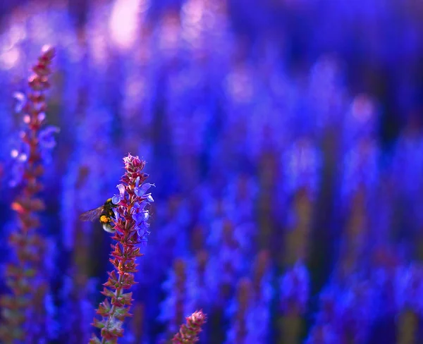 Blommande blå skog salvia — Stockfoto