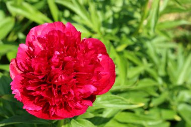 Bordo şakayık çiçeği