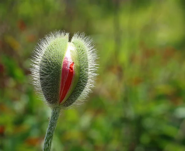 Giovani germogli di fiori di papavero in giardino — Foto Stock