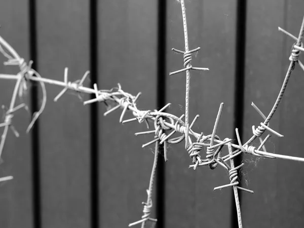 Barbed wire fence — Stock Photo, Image