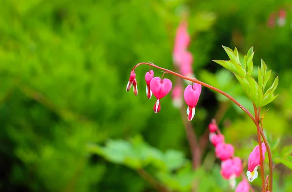 お風呂の花を枝に — ストック写真