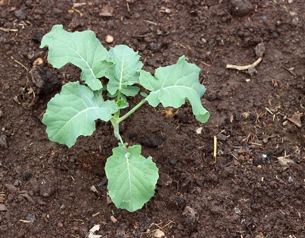 ケールは庭のベッドに野菜を苗木 — ストック写真