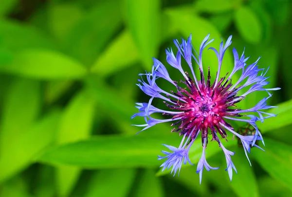 Blu Cyanus segetum fiore in giardino — Foto Stock