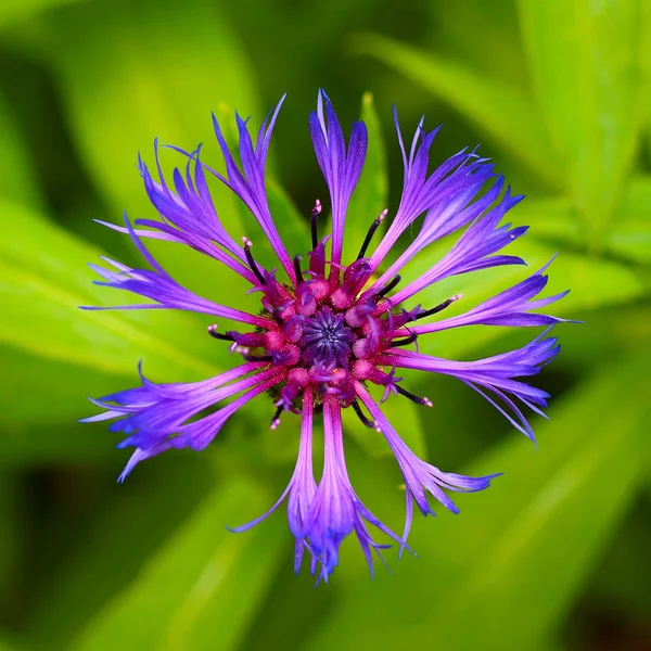 Blu fiore pulsante bachelor in giardino — Foto Stock