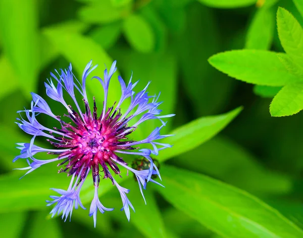 Fiordaliso blu in giardino — Foto Stock