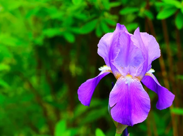 Flores da íris em flor no jardim — Fotografia de Stock